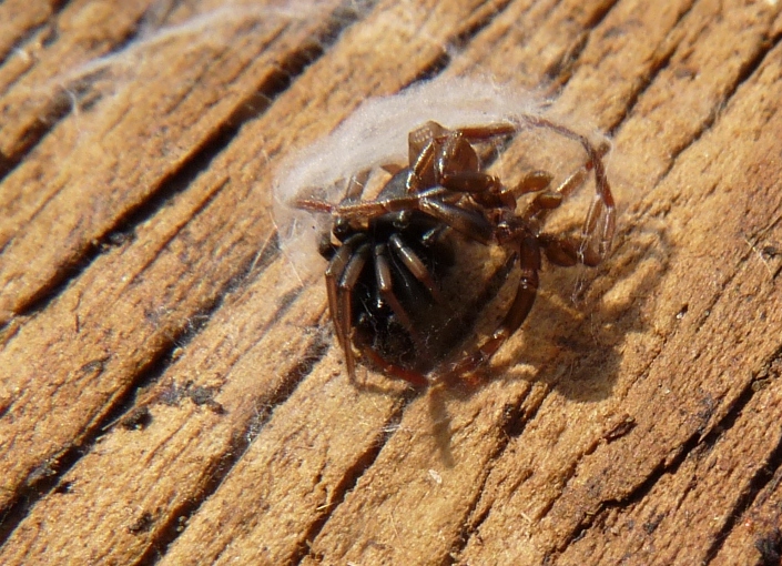 Colonia di Gnaphosidae